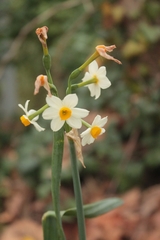Narcissus tazetta tazetta