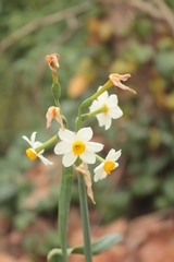 Narcissus tazetta tazetta