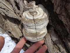 Laricifomes