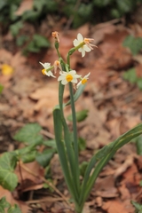 Narcissus tazetta tazetta