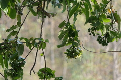 Duabanga grandiflora