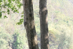 Duabanga grandiflora