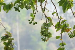 Duabanga grandiflora