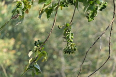 Duabanga grandiflora