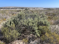 Leucadendron cinereum