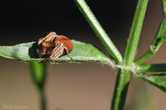 Oxyopes flavipalpis