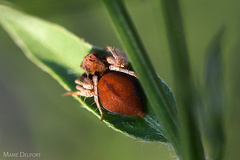 Oxyopes flavipalpis