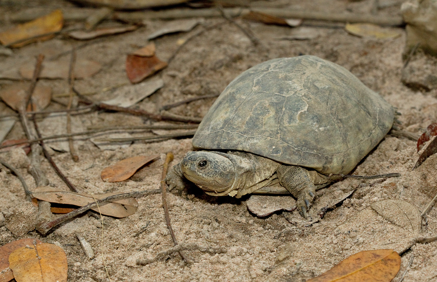 West African Mud Turtle on February 18, 2014 by Paul Cools · iNaturalist