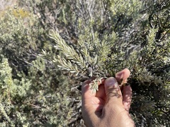 Leucadendron cinereum