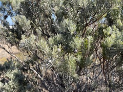 Leucadendron cinereum