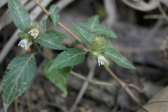 Lepidagathis incurva