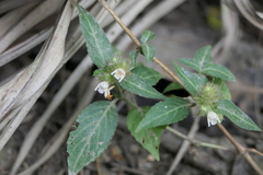 Lepidagathis incurva