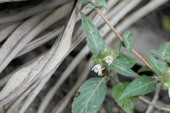 Lepidagathis incurva