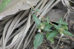 Lepidagathis incurva