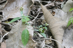 Lepidagathis incurva