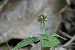 Lepidagathis incurva