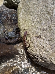 Anolis barkeri