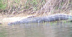 Alligator mississippiensis