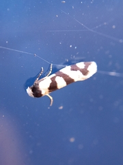 Lepidoscia characota