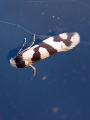 Lepidoscia characota