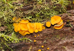 Pezizellaceae