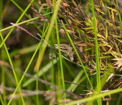 Chrysolarentia subrectaria