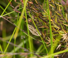 Chrysolarentia subrectaria