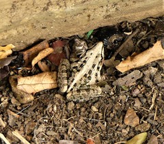 Ptychadena mossambica