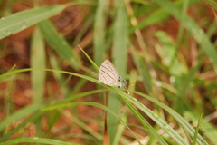 Hemiolaus caeculus caeculus