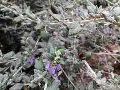 Bombus