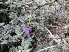 Bombus