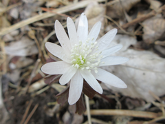 Anemonoides raddeana