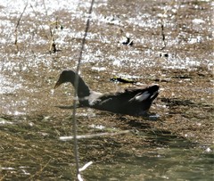 Gallinula tenebrosa tenebrosa
