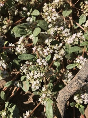 Gisekia pharnaceoides