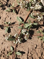 Gisekia pharnaceoides