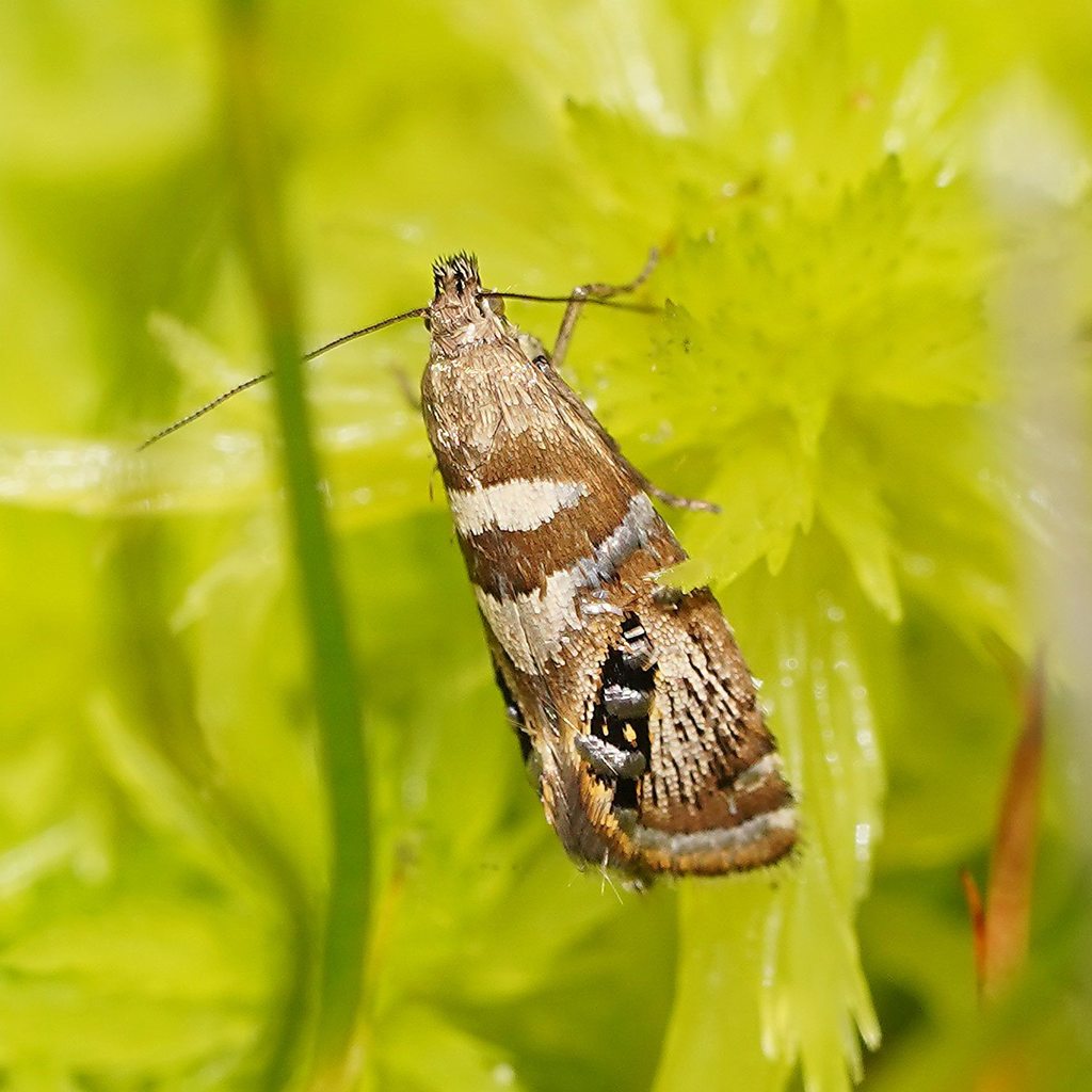 Glyphipterix polychroa