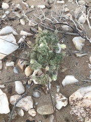 Monsonia multifida