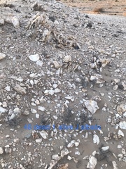 Juttadinteria albata