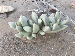 Juttadinteria albata