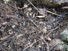 Serriphaedusa poppei