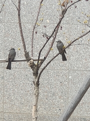 Hypsipetes amaurotis