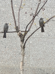 Hypsipetes amaurotis