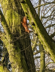 Sciurus vulgaris