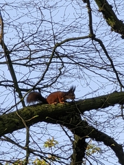 Sciurus vulgaris