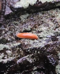 Polyzoniidae