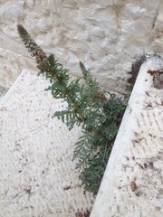 Reseda alba