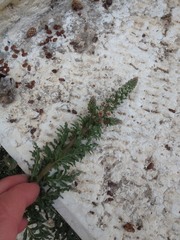 Reseda alba