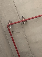 Acridotheres tristis