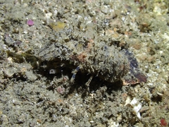 Scyllaridae