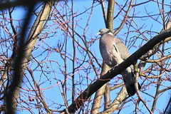 Columba palumbus